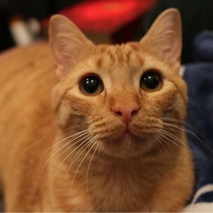 Meet your Posher, Hoang